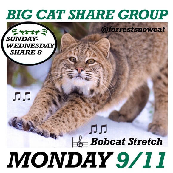 BIG CAT SHARE GROUP INFORMATION - Picture 4 of 6